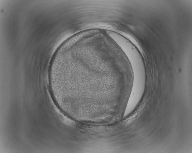 X0000061140999200512161525