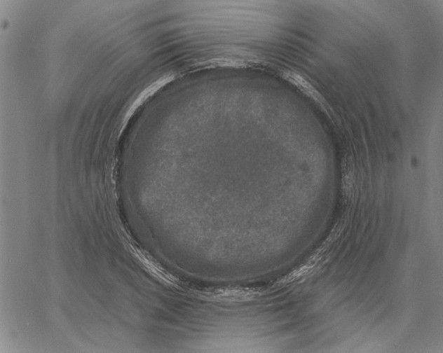 X0000061141026200512161525