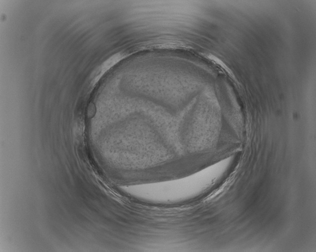 X0000061141065200512161524