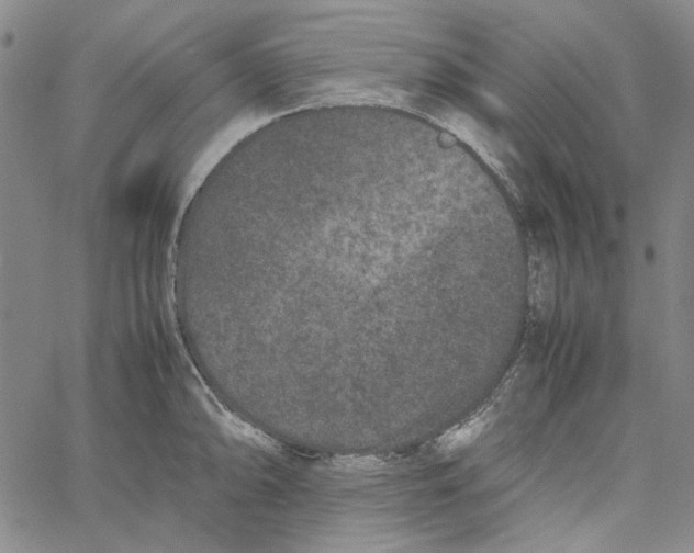 X0000061141094200512161524