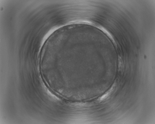 X0000061141102200512161524