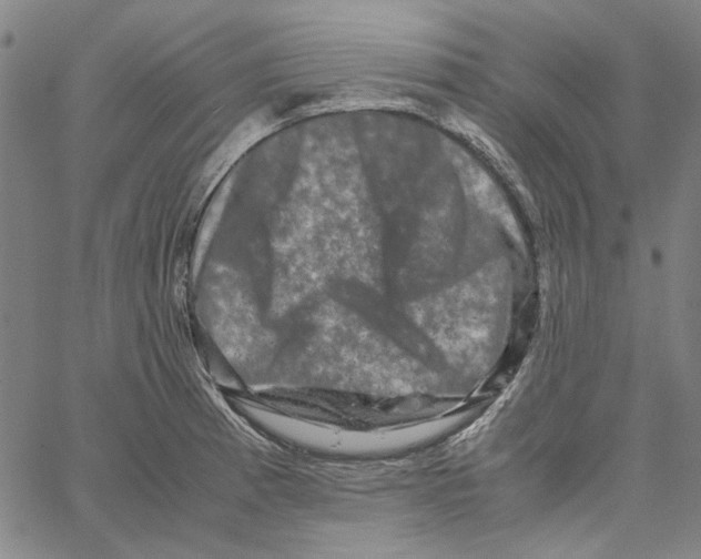 X0000061141185200512161522