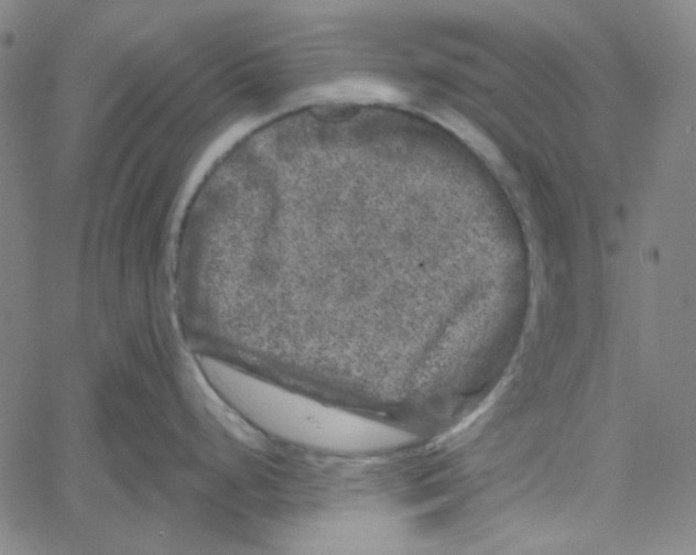 X0000061141248200512161522