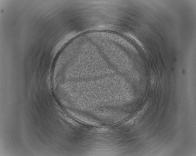 X0000061141278200512161521