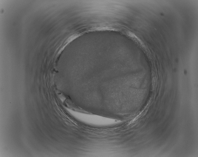 X0000061141361200512161519