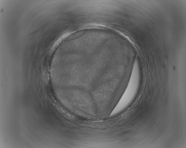 X0000061141363200512161519