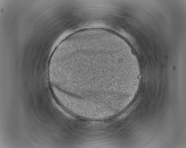 X0000061141374200512161519