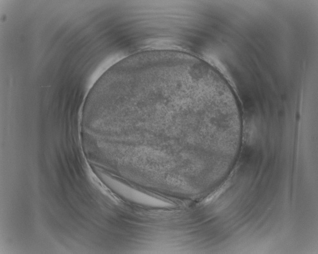 X0000061141386200512161519