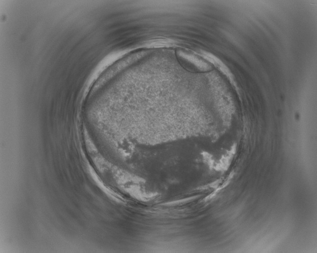 X0000061141429200512161519