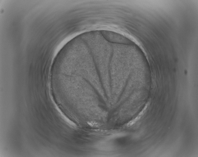 X0000061141525200512161517