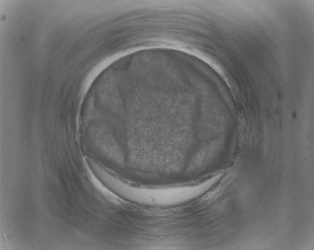 X0000061141535200512161517