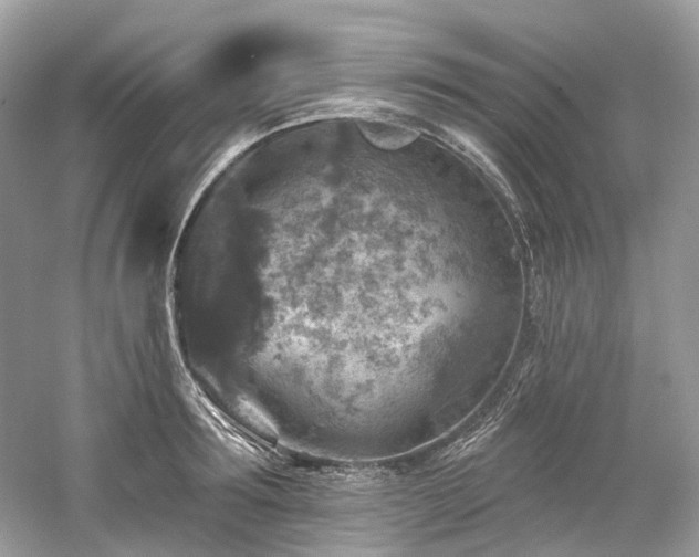 X0000061150899200511181231