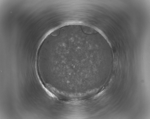 X0000061151245200511181226