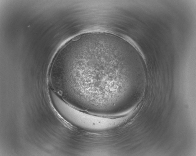 X0000061151388200511181223