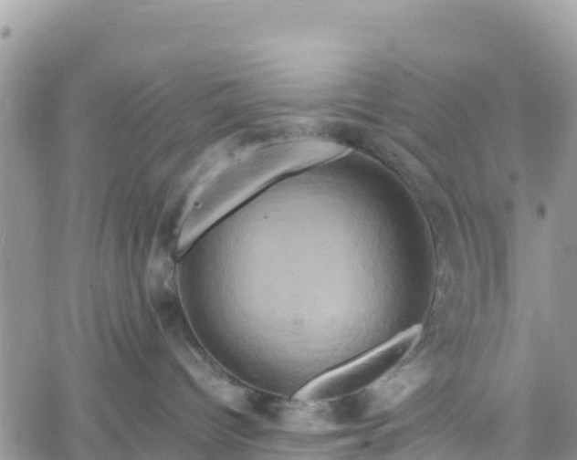 X0000061150096200511211013