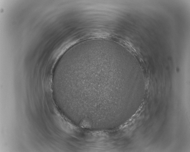 X0000061150146200511211010