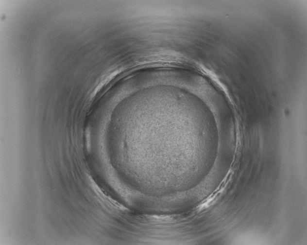 X0000061150154200511211010