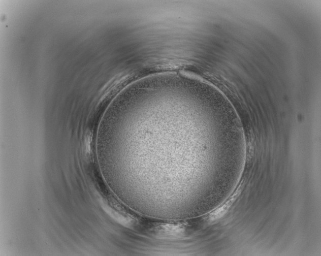 X0000061150166200511211011