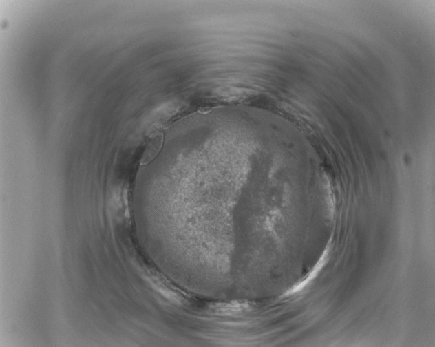 X0000061150182200511211011