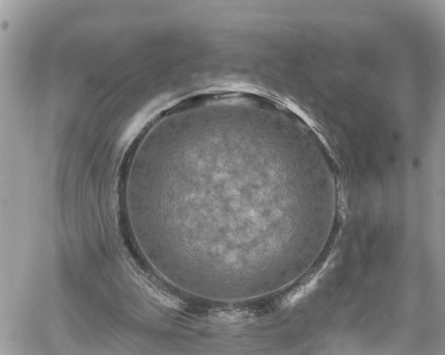 X0000061150199200511211010