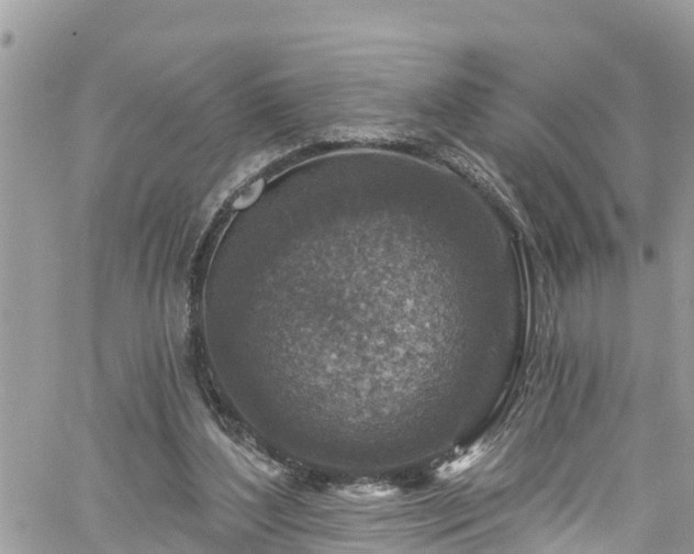 X0000061150204200511211010