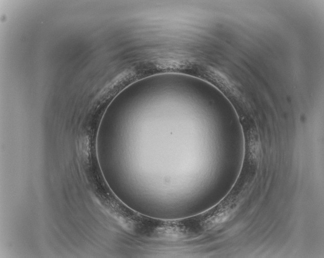 X0000061150211200511211010