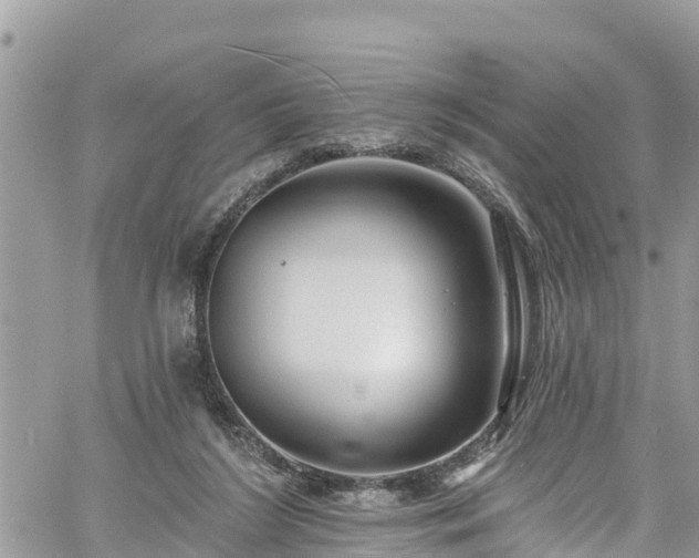 X0000061150212200511211010