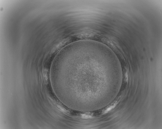 X0000061150232200511211010