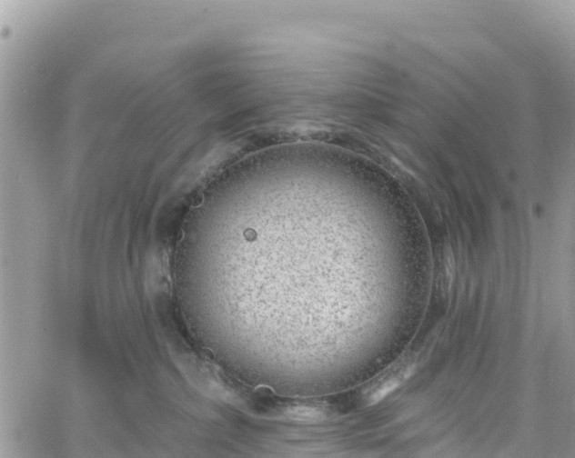 X0000061150236200511211010