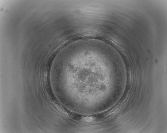 X0000061150269200511211009