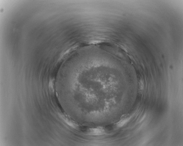 X0000061150286200511211009