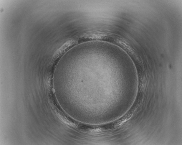 X0000061150309200511211008