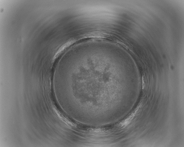 X0000061150349200511211007