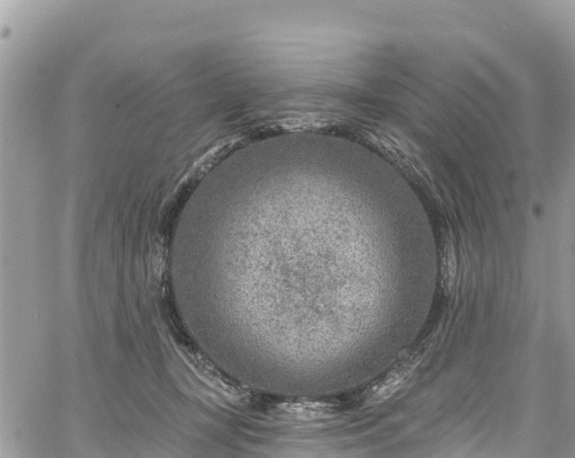 X0000061150367200511211007