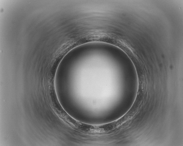 X0000061150455200511211006