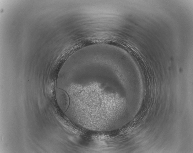 X0000061150503200511211005