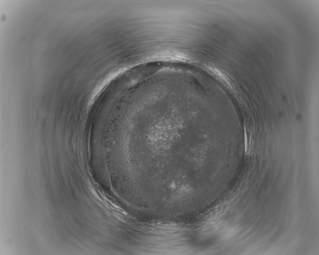 X0000061150531200511211004