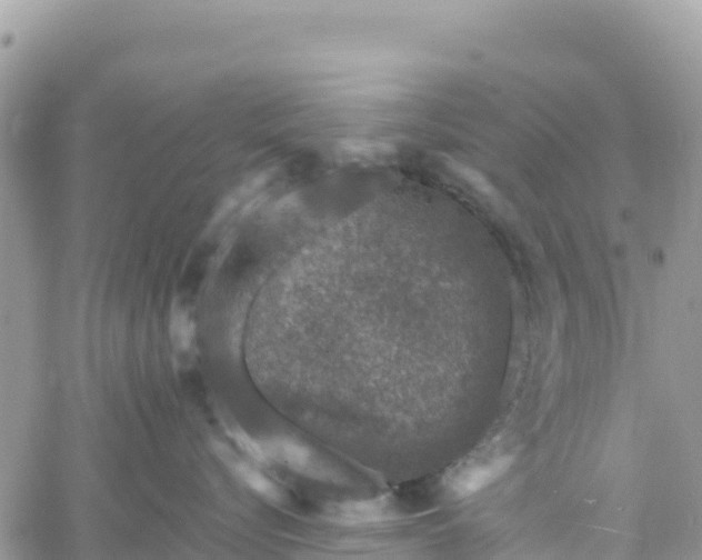 X0000061150576200511211005