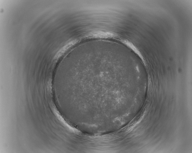 X0000061150581200511211004