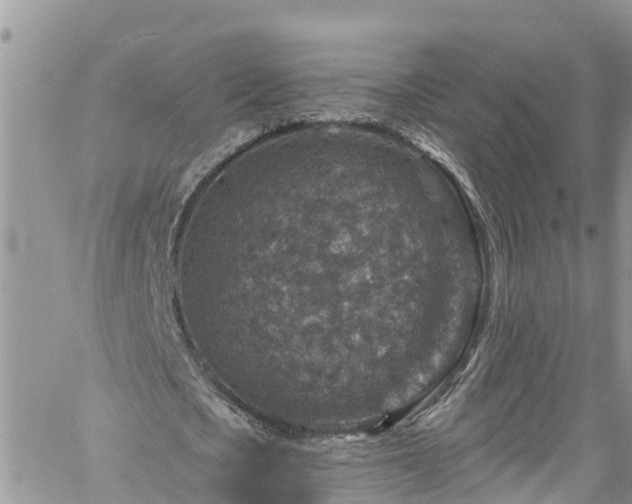 X0000061150721200511211001