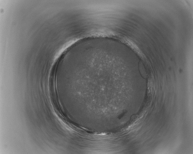 X0000061150722200511211001