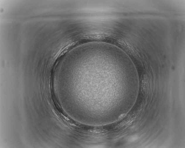 X0000061150739200511211001