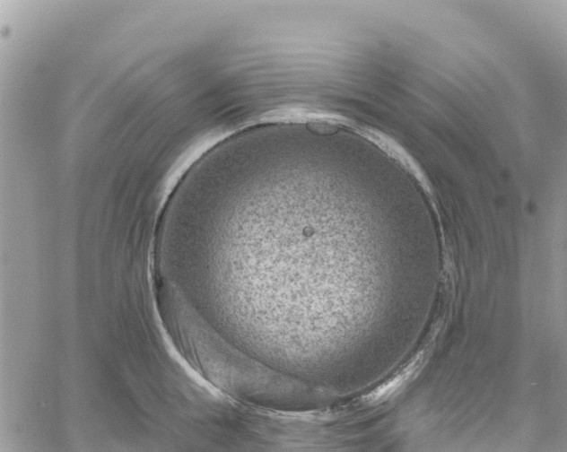 X0000061150855200511211000