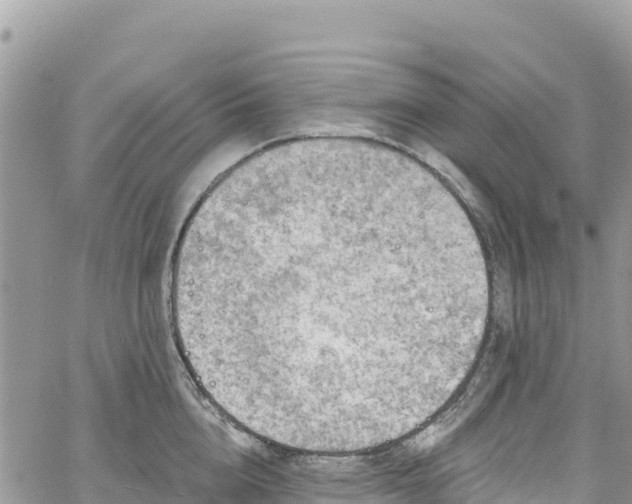 X0000061150856200511211000