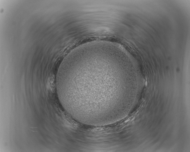 X0000061150867200511210959