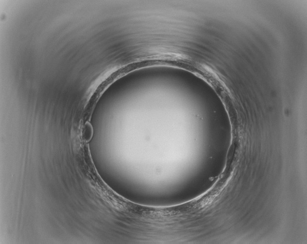 X0000061150875200511210959