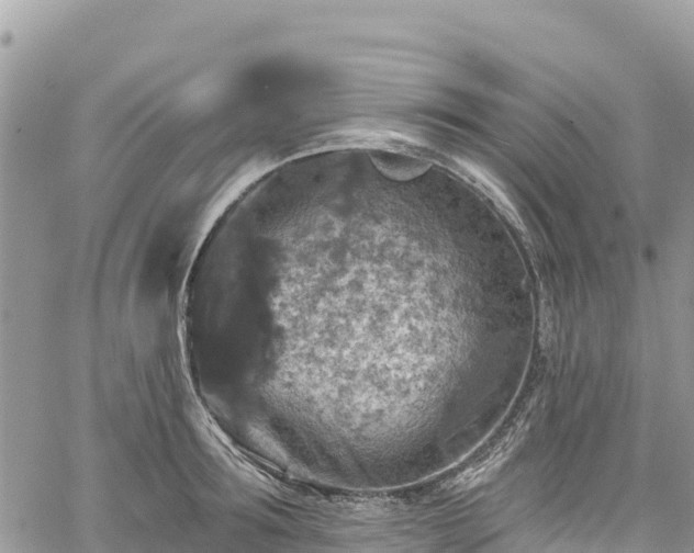 X0000061150899200511210958