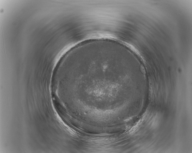 X0000061150943200511210958