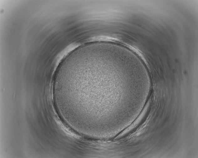 X0000061150987200511210957