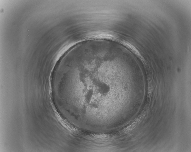 X0000061151031200511210956